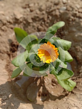 Merigold Plants photo
